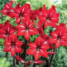 1001fidan Hippeastrum Amaryllis Red Fire Güzel Hatun Çiçeği Soğanı