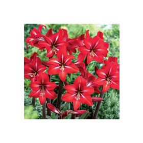 1001fidan Hippeastrum Amaryllis Red Fire Güzel Hatun Çiçeği Soğanı