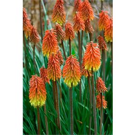 1001fidan Kniphofia Uvaria Meşale Zambağı Fener Çiçeği Fidesi