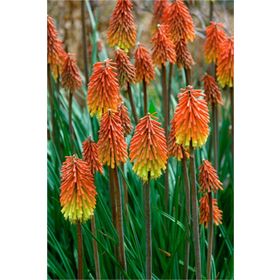 1001fidan Kniphofia Uvaria Meşale Zambağı Fener Çiçeği Fidesi