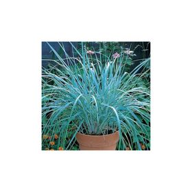 1001fidan Leymus Arenarius Blue Dune Tuzçavdarı Fidanı