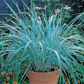 1001fidan Leymus Arenarius Blue Dune Tuzçavdarı Fidanı
