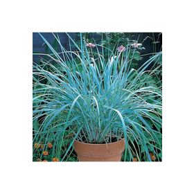 1001fidan Leymus Arenarius Blue Dune Tuzçavdarı Fidanı