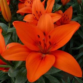 1001fidan Lilyum Orange Summer Zambak Soğanı