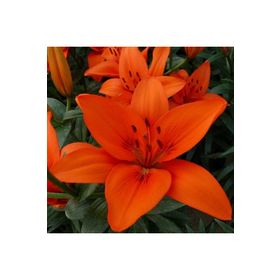 1001fidan Lilyum Orange Summer Zambak Soğanı