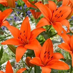 1001fidan Lilyum Orange Ton Zambak Soğanı