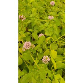 1001fidan Mentha X Piperita İngiliz Nanesi Fidesi