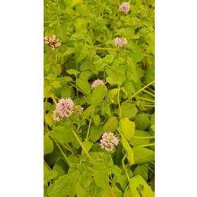 1001fidan Mentha X Piperita İngiliz Nanesi Fidesi