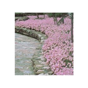 1001fidan Oenothera Berlandieri Siskiyou Pink Akşam Çuha Ezan Eiçeği Fidesi