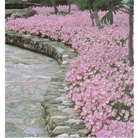 1001fidan Oenothera Berlandieri Siskiyou Pink Akşam Çuha Ezan Eiçeği Fidesi