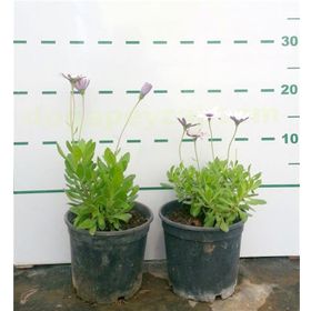 1001fidan Osteospermum Bodrum Papatyası Fidesi