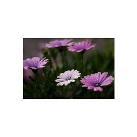 1001fidan Osteospermum Bodrum Papatyası Fidesi