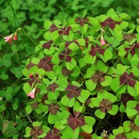 1001fidan Oxalis Tetraphylla Dört Yapraklı Süs Yoncası Fidesi