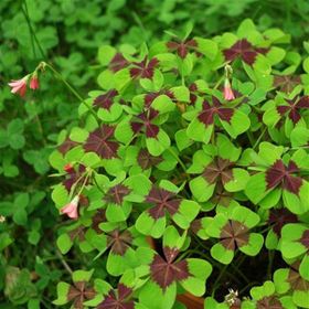 1001fidan Oxalis Tetraphylla Dört Yapraklı Süs Yoncası Fidesi