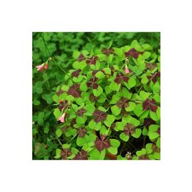 1001fidan Oxalis Tetraphylla Dört Yapraklı Süs Yoncası Fidesi
