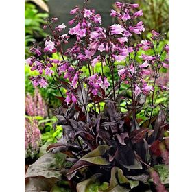1001fidan Penstemon Digitalis Mystica Sakallı Dil Fidanı