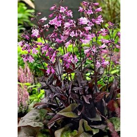 1001fidan Penstemon Digitalis Mystica Sakallı Dil Fidanı