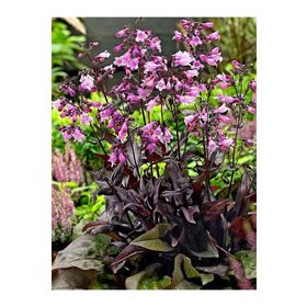 1001fidan Penstemon Digitalis Mystica Sakallı Dil Fidanı
