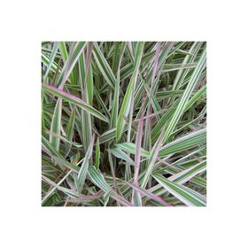 1001fidan Phalaris Arundinacea Var Picta Alacalı Kanarya Kamışı Fidanı