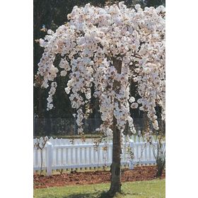 1001fidan Prunus Pendula Alba Sarkık Dallı Beyaz Çiçekli Süs Kirazı