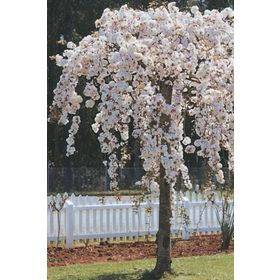 1001fidan Prunus Pendula Alba Sarkık Dallı Beyaz Çiçekli Süs Kirazı