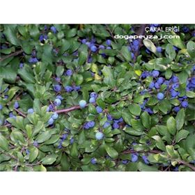 1001fidan Prunus Spinosa Çakal Eriği Fidanı