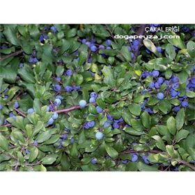1001fidan Prunus Spinosa Çakal Eriği Fidanı
