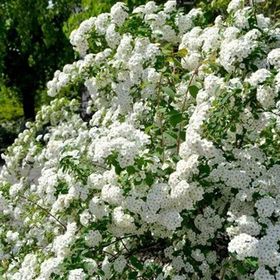 1001fidan Spirea Vanhouttei İspirya Fidanı