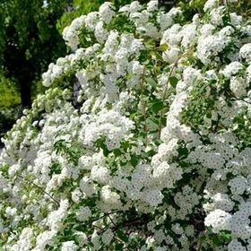 1001fidan Spirea Vanhouttei İspirya Fidanı