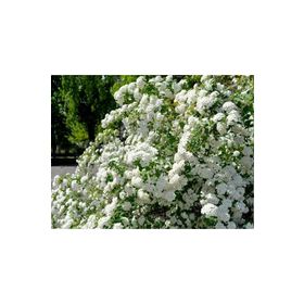 1001fidan Spirea Vanhouttei İspirya Fidanı