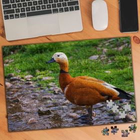 106544 Güzel Ördek 240 Parça Puzzle Yapboz