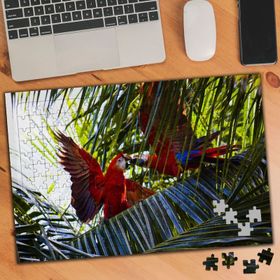 1149648 Rengarenk Papağanlar 240 Parça Puzzle Yapboz