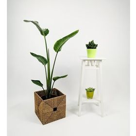120 cm Strelitzia Nicolai