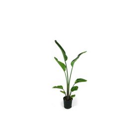 120 cm Strelitzia Nicolai