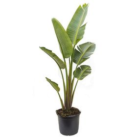 120 cm Strelitzia Nicolai