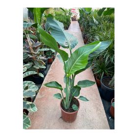 120 cm Strelitzia Nicolai