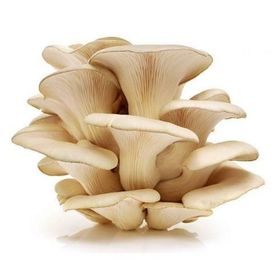 2 kg İstiridye Mantarı Tohumu