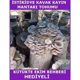 2 kg İstiridye Mantarı Tohumu
