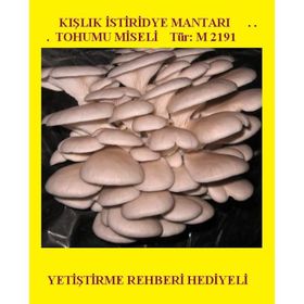 2 kg İstiridye Mantarı Tohumu