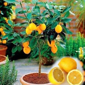 2 Yaş Aşılı Meyvesiz Yediveren Bodur Limon Fidanı