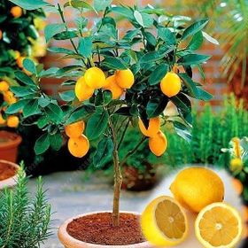 2 Yaş Aşılı Meyvesiz Yediveren Bodur Limon Fidanı