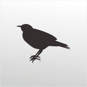 200 cm Bülbül Folyo Sticker