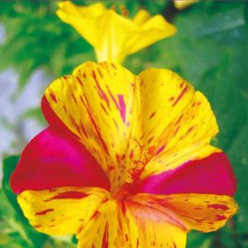 25 Adet Akşam Sefası Mirabilis Jalapa Tohumu