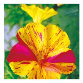 25 Adet Akşam Sefası Mirabilis Jalapa Tohumu