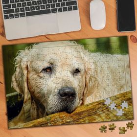 2705639 Yorgun Yaşlı Köpek 240 Parça Puzzle Yapboz