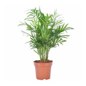 30-40 cm Chamaedorea Elegans