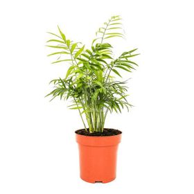30-40 cm Chamaedorea Elegans