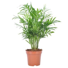 30-40 cm Chamaedorea Elegans