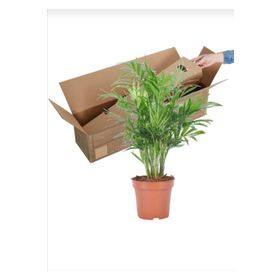 30-40 cm Chamaedorea Elegans
