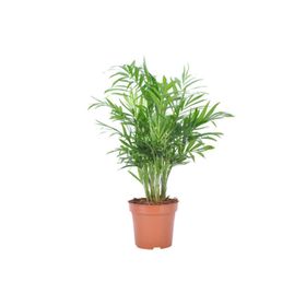 30-40 cm Chamaedorea Elegans